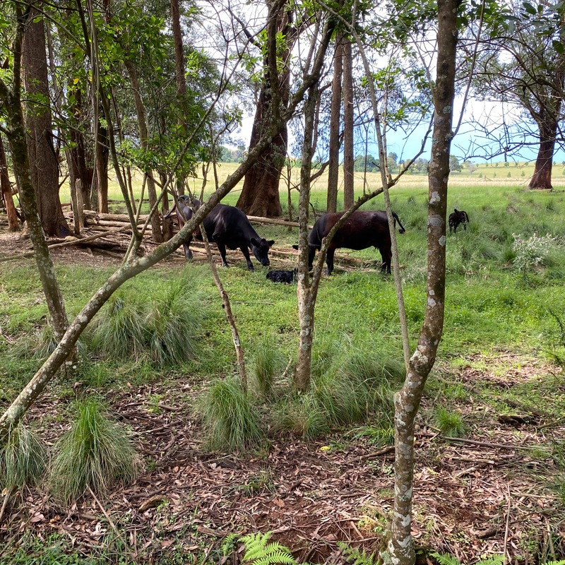 Calving time!