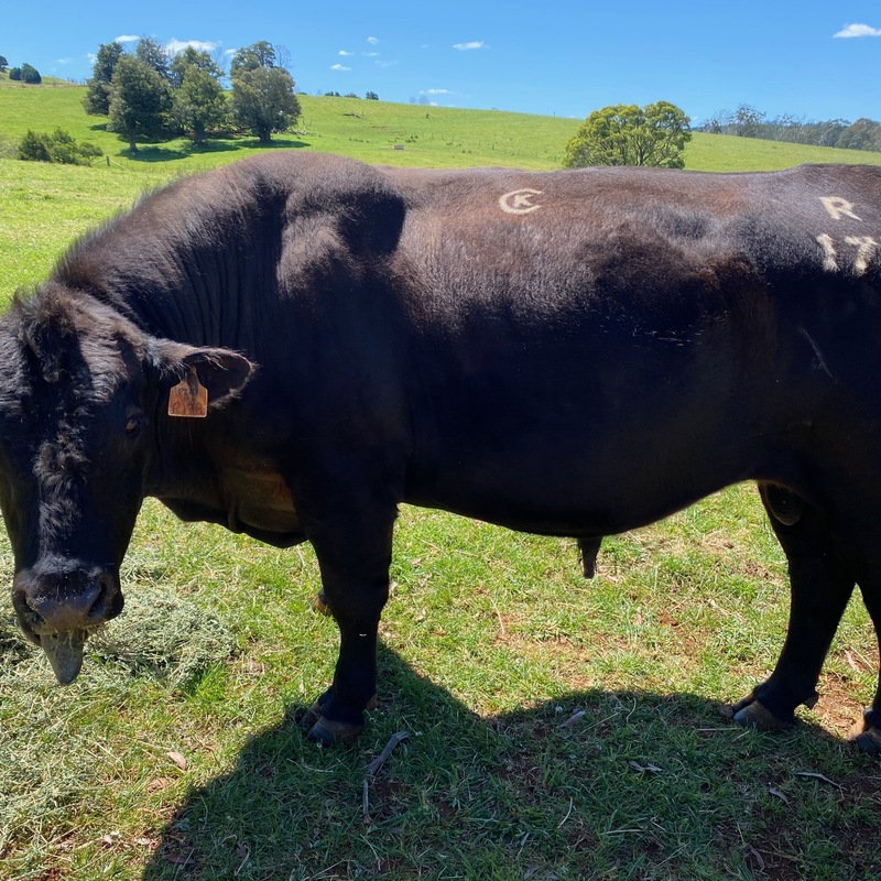 Our wonderful bull